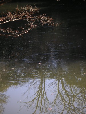 凍える池